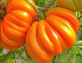 orange accordion heirloom tomato